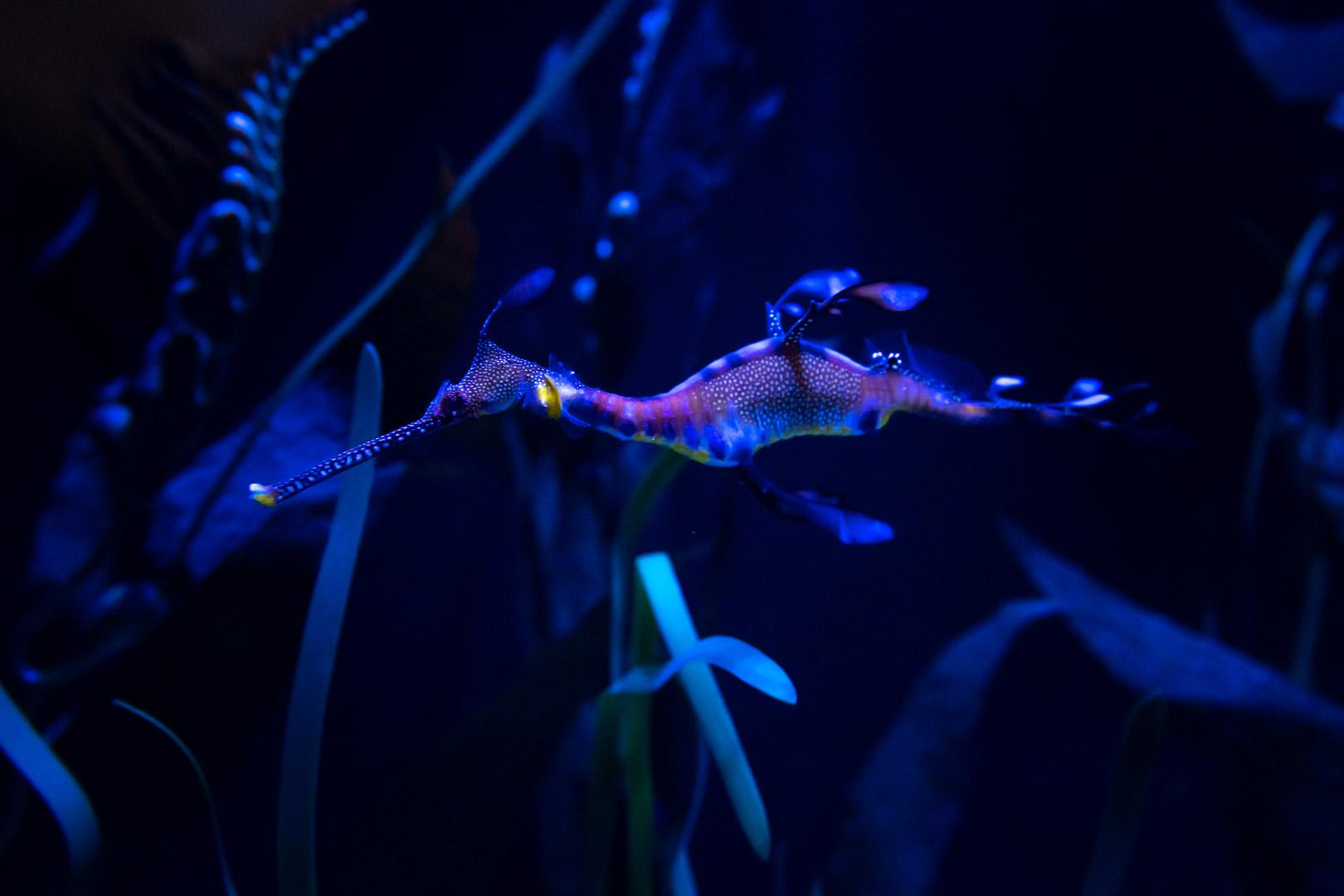 Columbus Zoo and Aquarium to Open New Weedy Seadragon Habitat on April